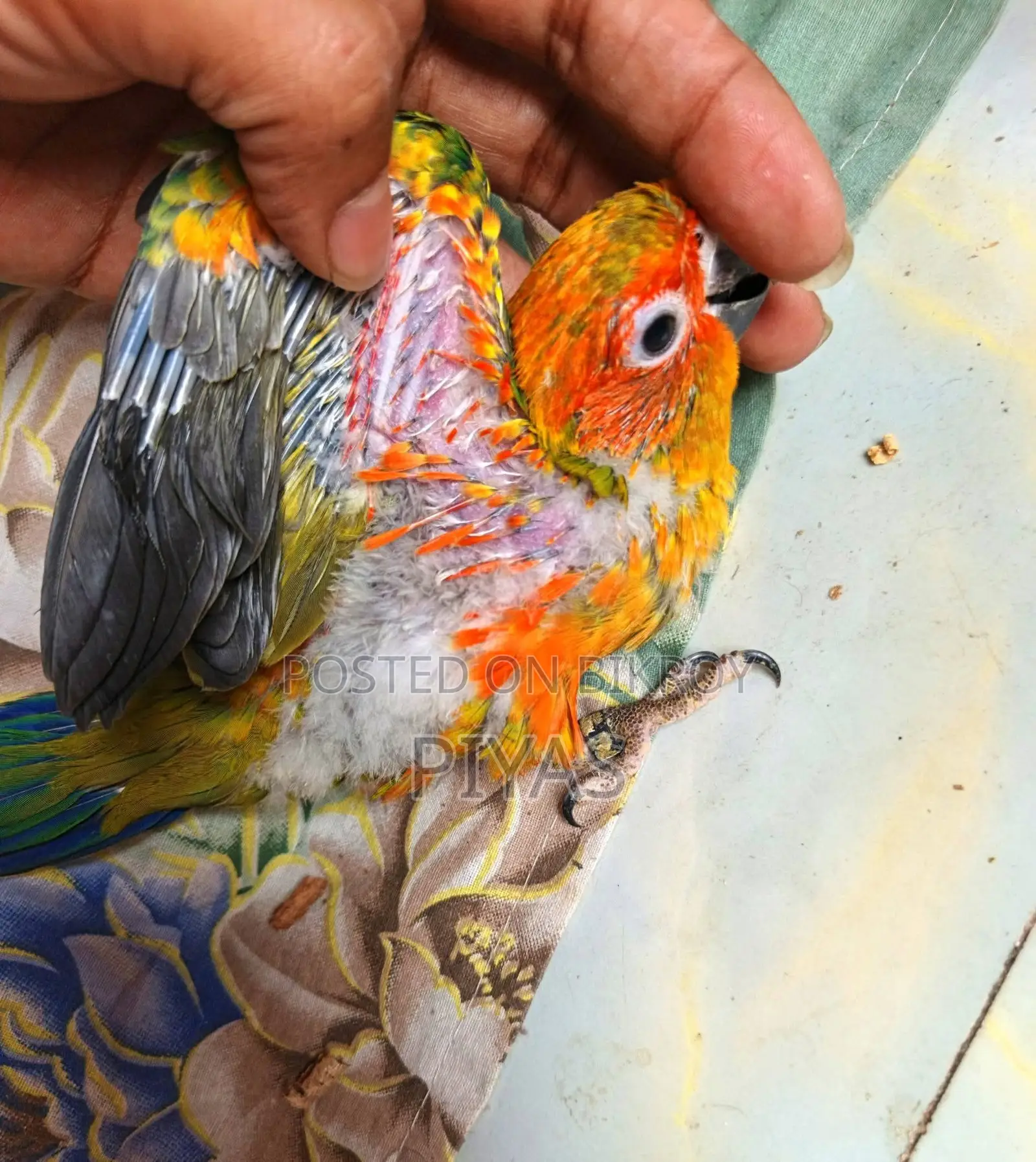 Sun Conure Baby and Blue Ringneck