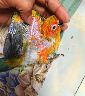 Sun Conure Baby and Blue Ringneck