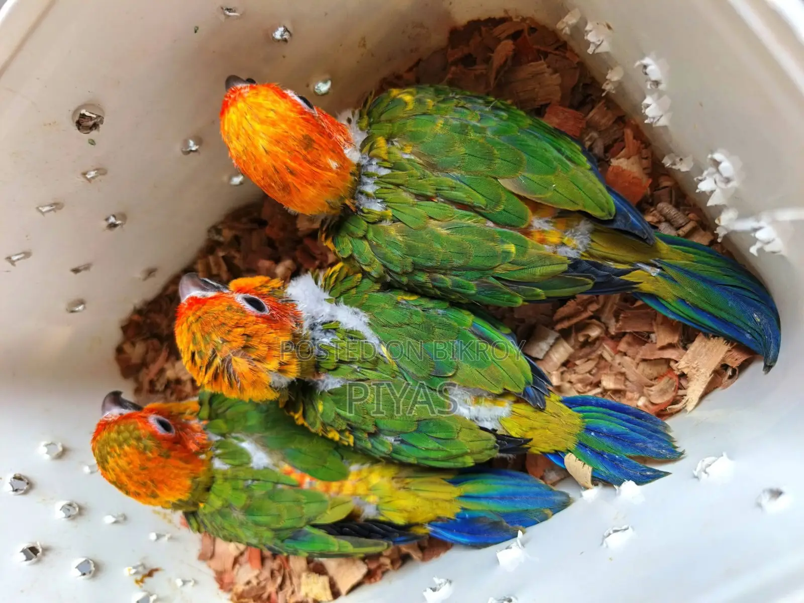Sun Conure Baby and Blue Ringneck