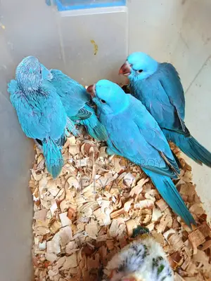 Sun Conure Baby and Blue Ringneck