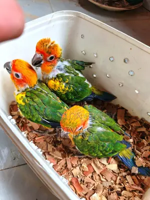 Sun Conure Baby and Blue Ringneck