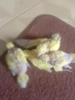 Tame Size Baby