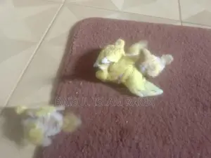 টেম সাইজ বেবি