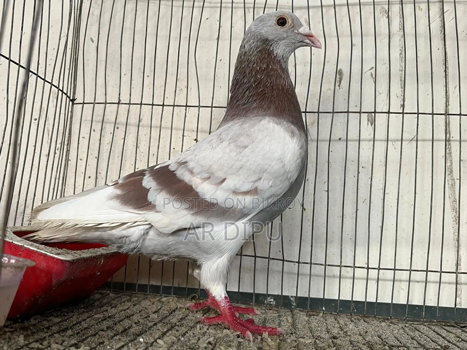 Pigeon