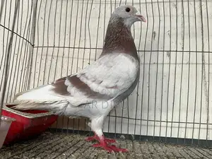 Pigeon