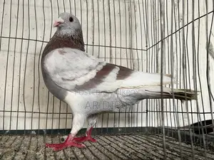 Pigeon