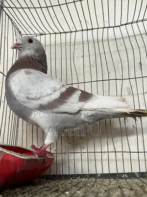 Pigeon