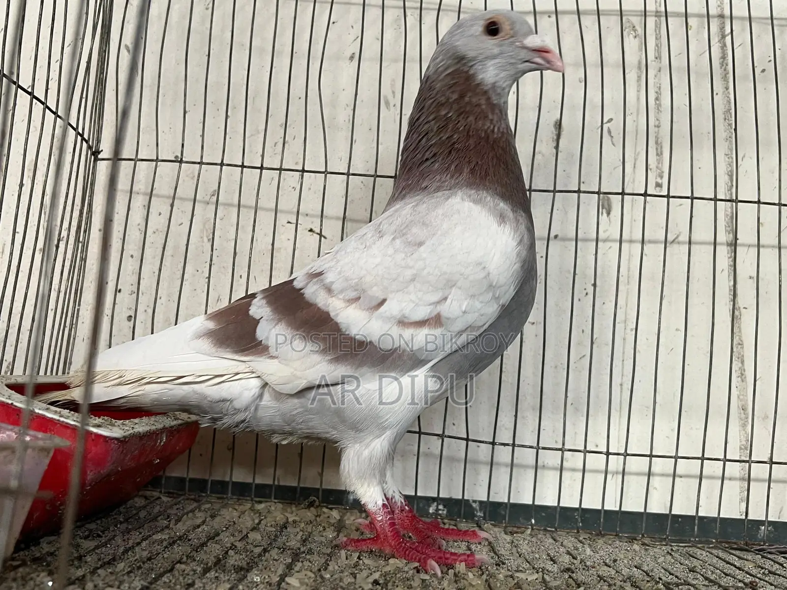 Pigeon