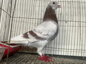 Pigeon