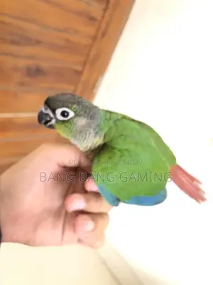 Conure Bird Sell Post