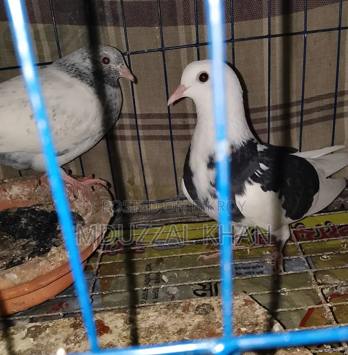 Pigeons for Sale