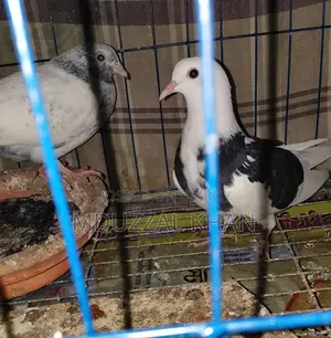 Pigeons for Sale