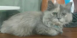 পার্সিয়ান ক্যালিকো, সাদা।