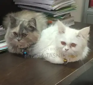 পার্সিয়ান ক্যালিকো, সাদা।