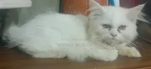 পার্সিয়ান ক্যালিকো, সাদা।