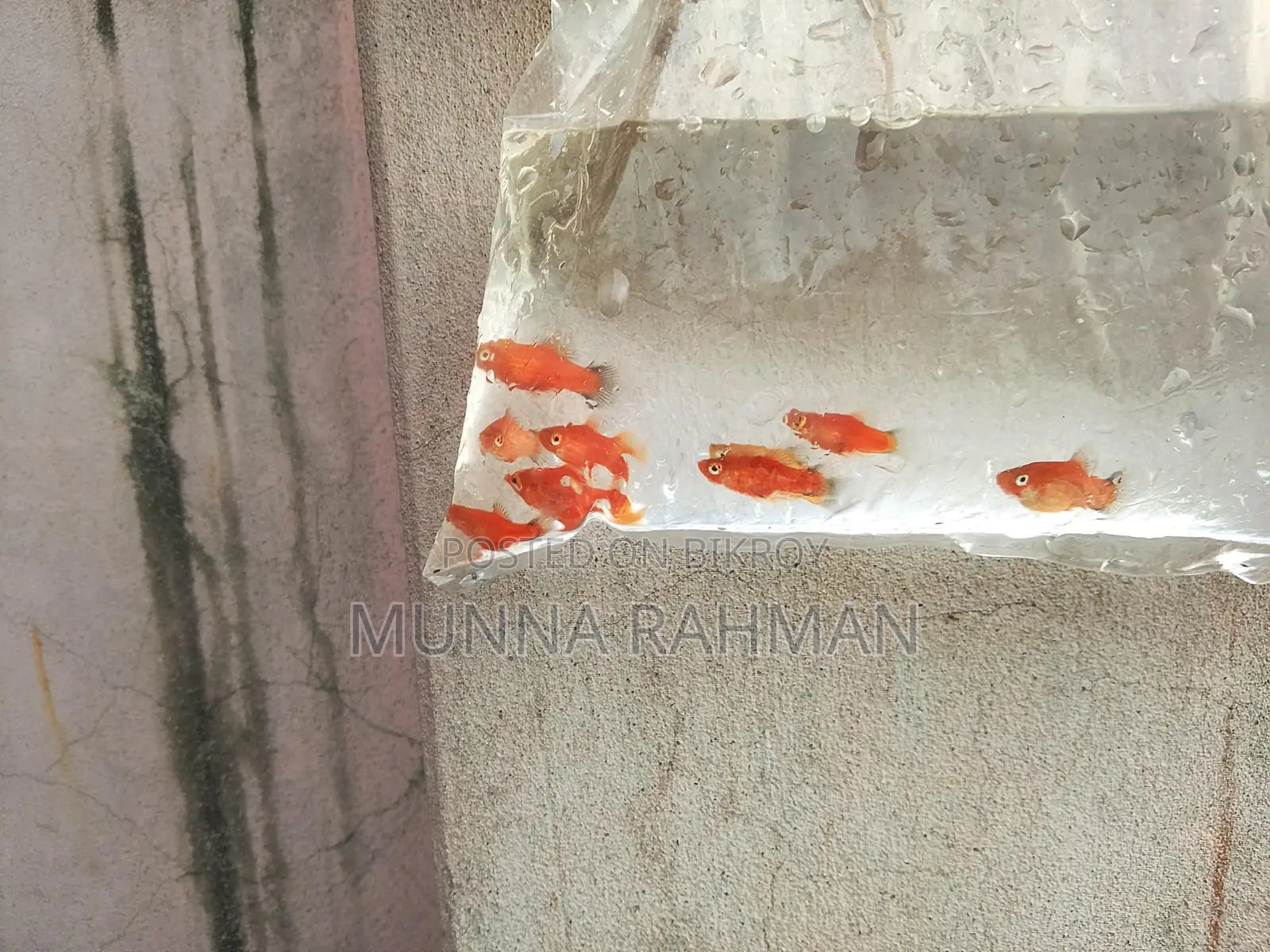 High-quality Platy and Molly fish