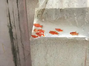High-quality Platy and Molly fish