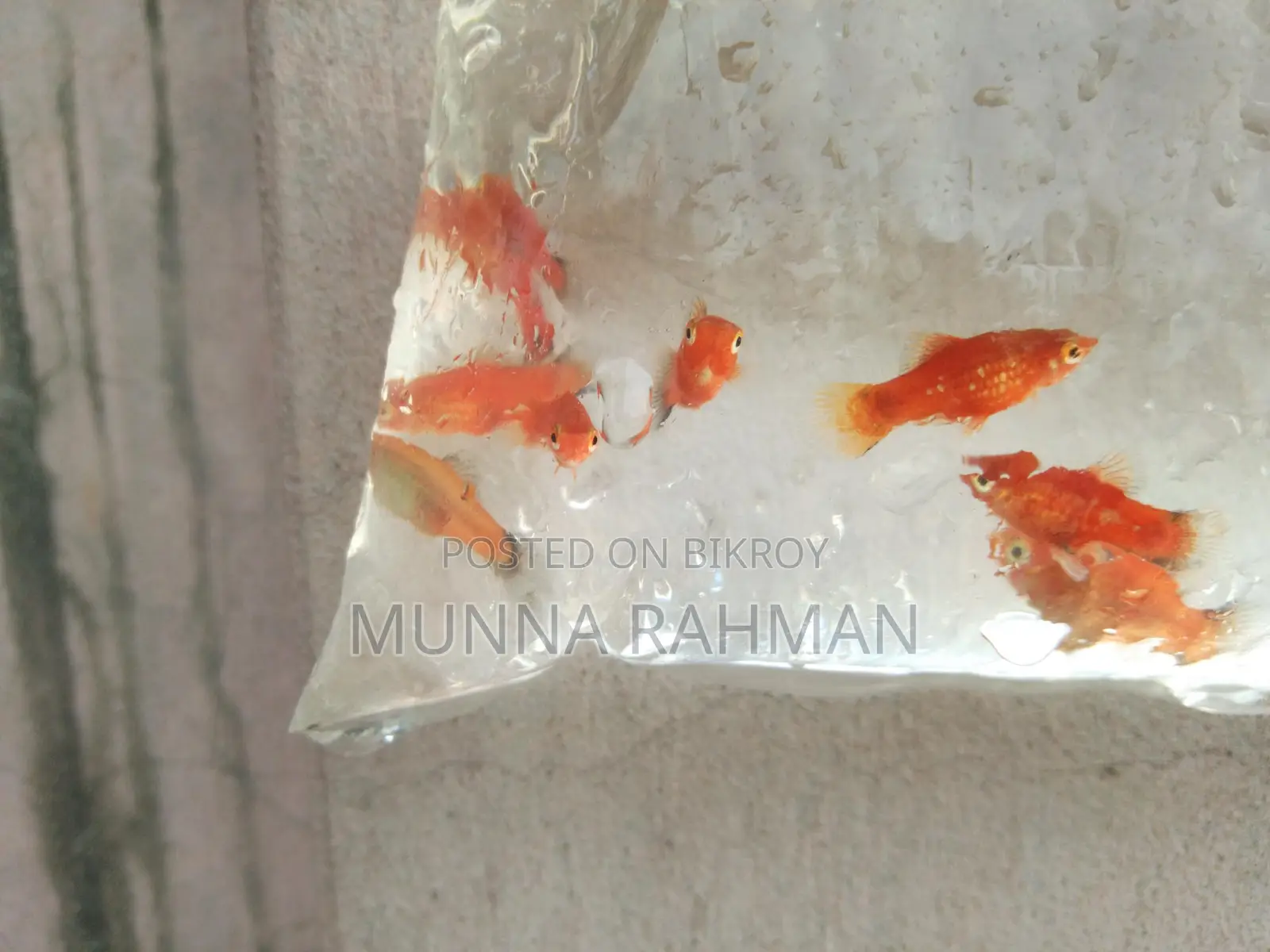High-quality Platy and Molly fish