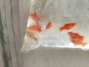 High-quality Platy and Molly fish