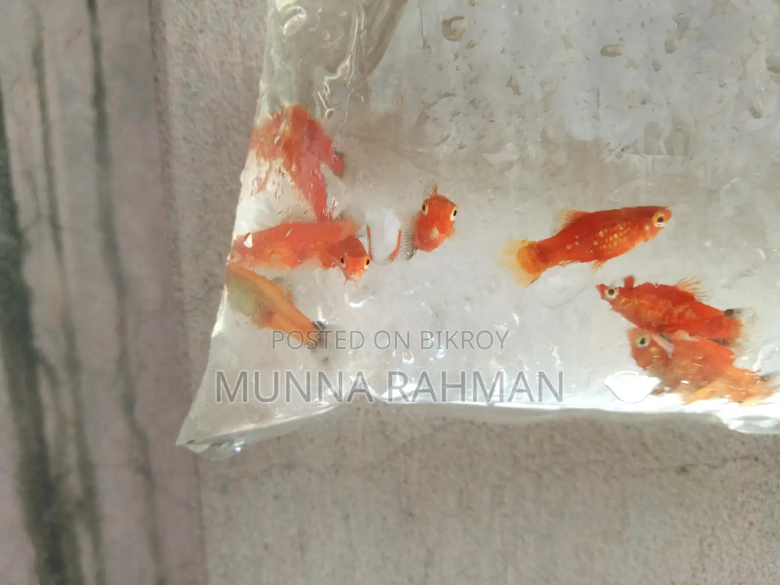 High-quality Platy and Molly fish