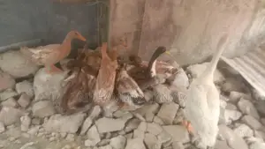 Joshor Er Hash Dim Parar Upojukto