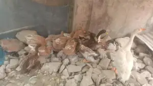 Jashore Ducks Ready for Egg Laying