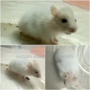 HAMSTERS FOR SALE