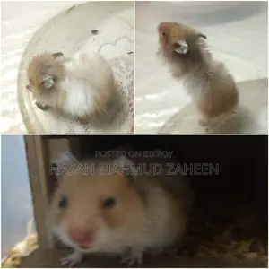 হ্যামস্টার বিক্রয় হবে