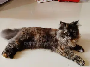 পিওর পার্সিয়ান, ৩পল কোড,
