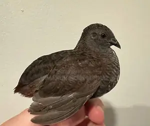 Healthy Farm Raised King Quail Bird | Limited Stock Chattogram