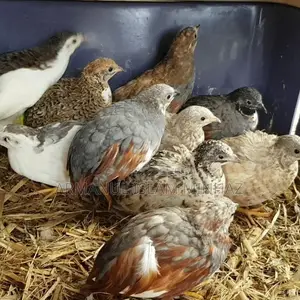 Healthy Farm Raised King Quail Bird | Limited Stock Chattogram