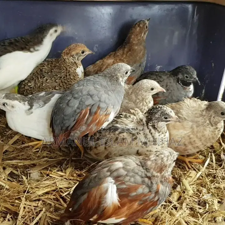 Healthy Farm Raised King Quail Bird | Limited Stock Chattogram