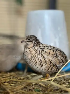 Healthy Farm Raised King Quail Bird | Limited Stock Chattogram