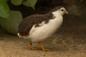 Healthy Farm Raised King Quail Bird | Limited Stock Chattogram