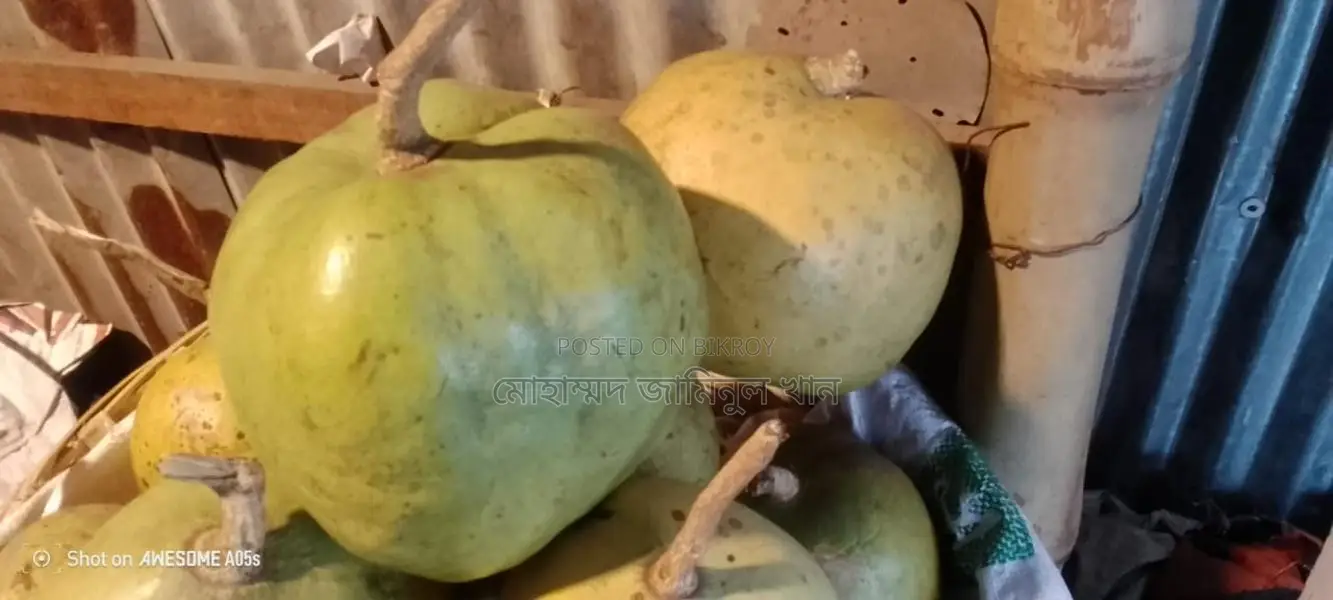Wholesale Wood Apple (Bel) Sale – 1kg / 2kg sizes | Fixed Price