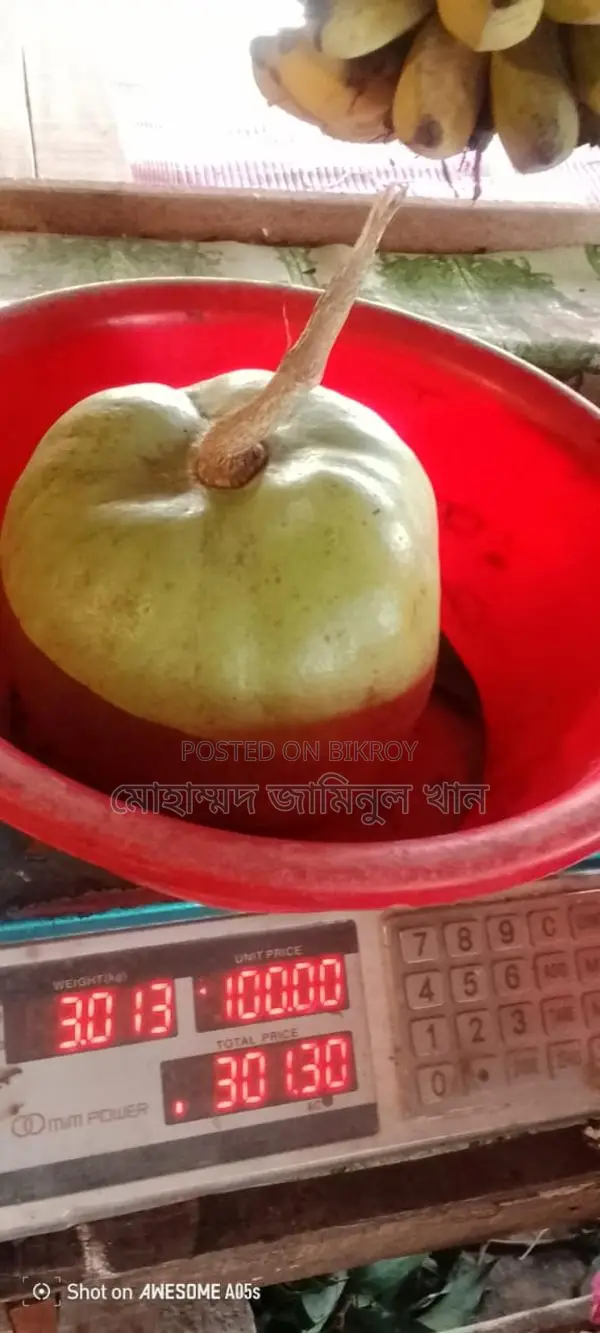 Wholesale Wood Apple (Bel) Sale – 1kg / 2kg sizes | Fixed Price