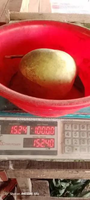 Wholesale Wood Apple (Bel) Sale – 1kg / 2kg sizes | Fixed Price