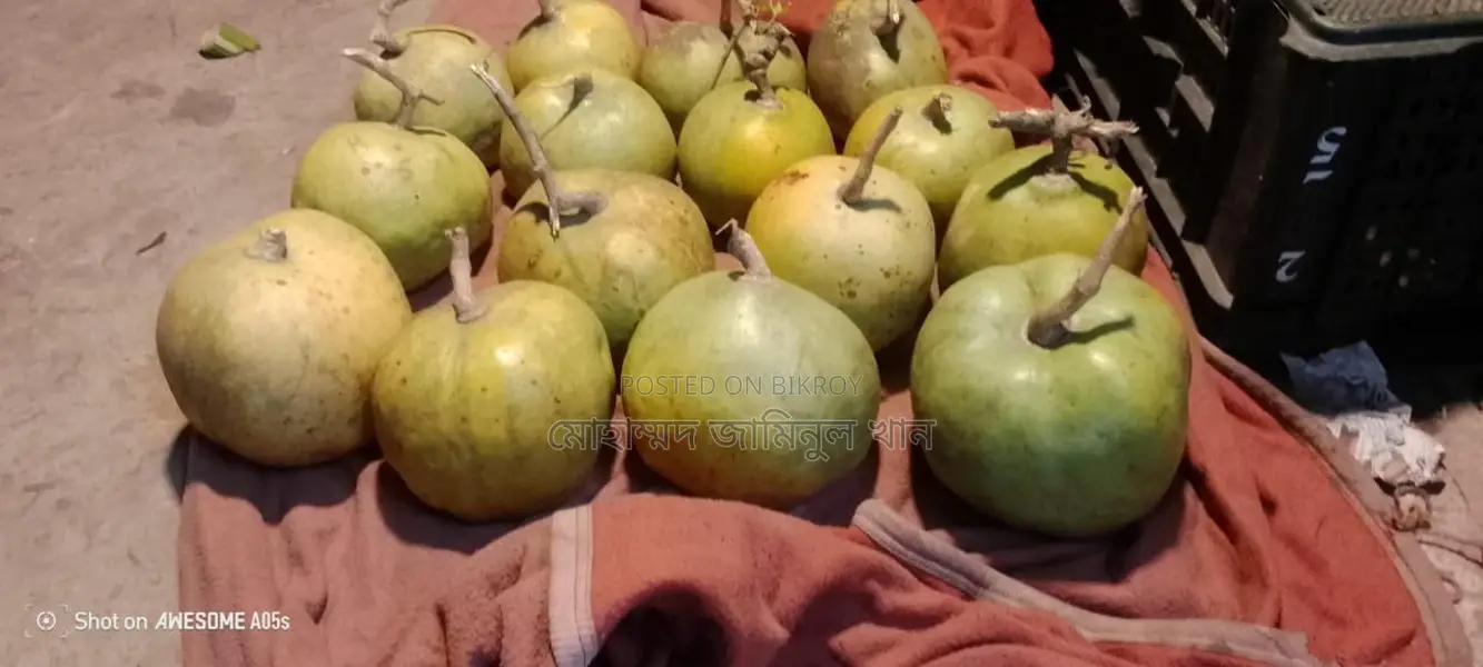Wholesale Wood Apple (Bel) Sale – 1kg / 2kg sizes | Fixed Price