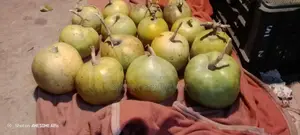Wholesale Wood Apple (Bel) Sale – 1kg / 2kg sizes | Fixed Price