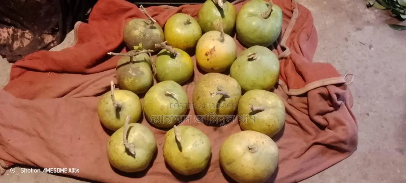 Wholesale Wood Apple (Bel) Sale – 1kg / 2kg sizes | Fixed Price