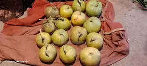 Wholesale Wood Apple (Bel) Sale – 1kg / 2kg sizes | Fixed Price