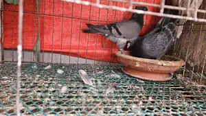 কবুতর বিক্রয় করা হবে