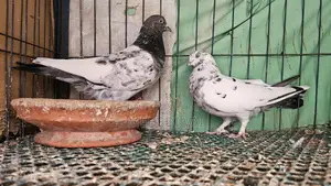 Pigeons for sale