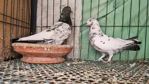 Pigeons for sale