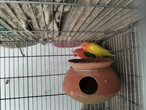 Lovebirds and Sun Conures