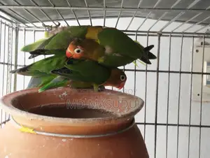 Lovebirds and Sun Conures
