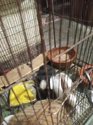 One-month-old rabbit kits for sale