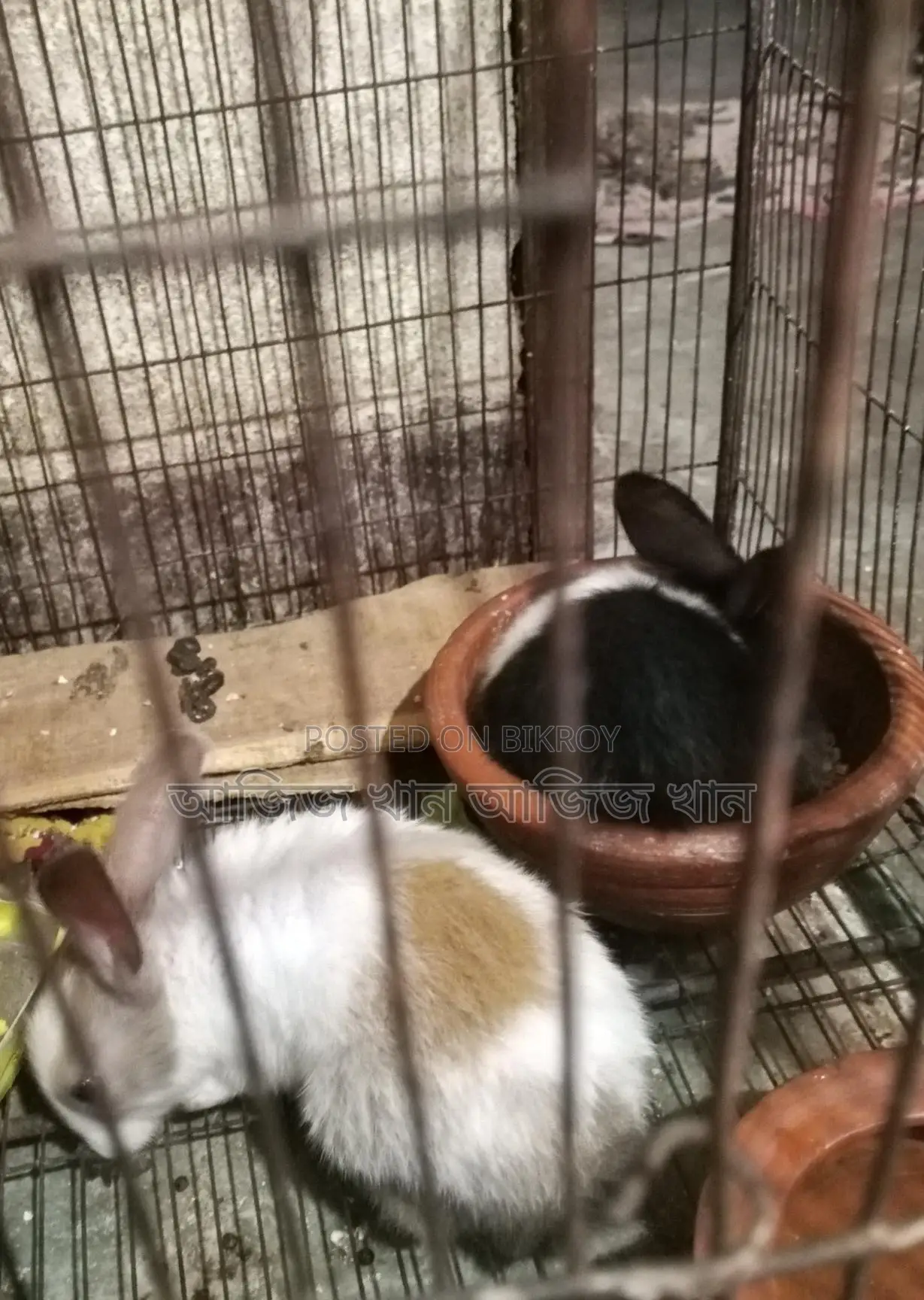 One-month-old rabbit kits for sale