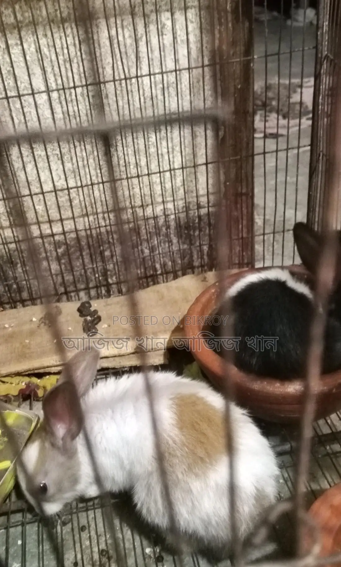 One-month-old rabbit kits for sale