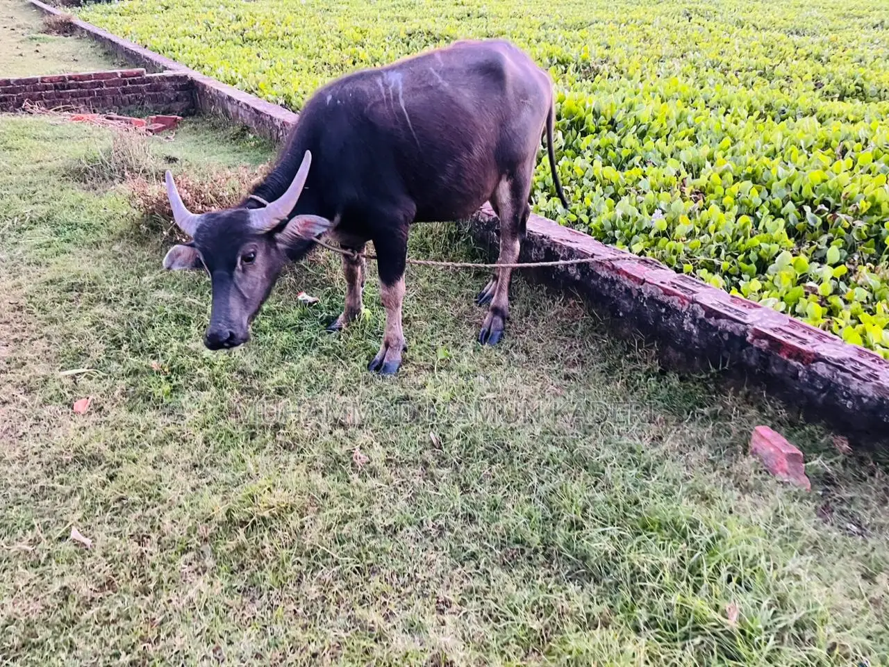 Young Buffalo